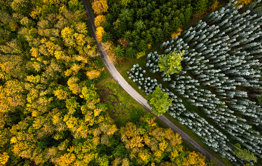 Aerial view of forest in autumn. Mixed conifers and deciduous trees.