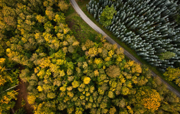 istock Single lane road in forest from drone point of view 1764791703