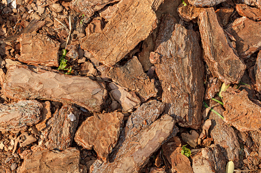 Dry tree bark texture close up