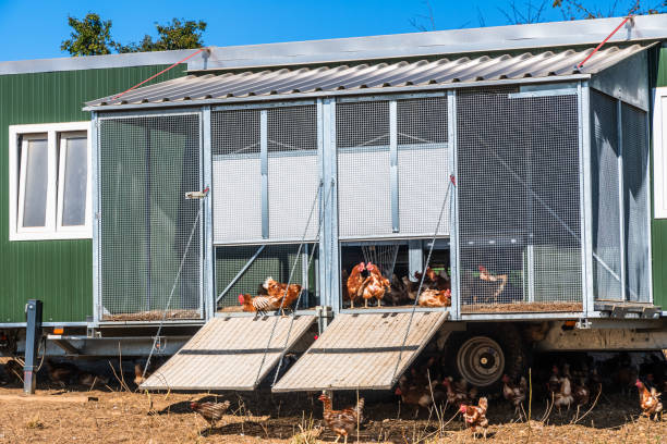 istock Trailer as a coop for chickens, free-range chickens, organic chickens 1764792881