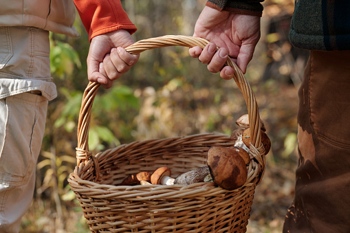 Hands of young couple carrying basket with fresh picked boletus mushrooms while moving along autumn forest at leisure