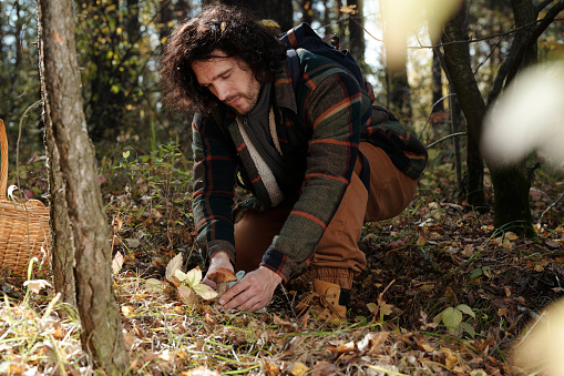 Young man with backpack bending over boletus mushroom and cutting it with knife while picking porcini and milk caps in the forest