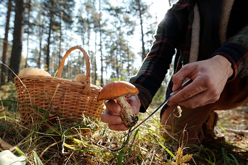 Young unrecognizable man cutting fresh porcini mushroom with sharp knife while picking fungi in autumn forest on weekend