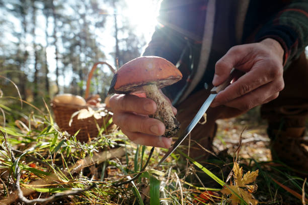 istock Hands of young unrecognizable man with knife cutting mushroom 1764799036