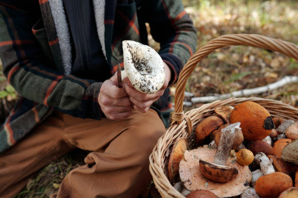 istock White fresh milk cap mushroom held by young man cutting its lower part 1764799048