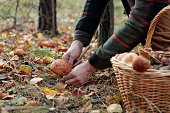 Hands of young unrecognizable man cutting fresh boletus with knife