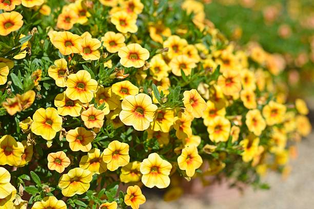 노란색 calibrachoa - flower pot flower yellow flower bed 뉴스 사진 이미지