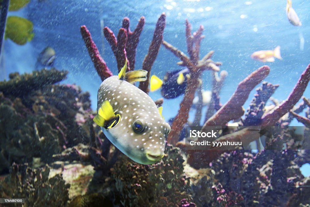 Pufferfish - Foto de stock de Acuario - Recinto para animales en cautiverio libre de derechos