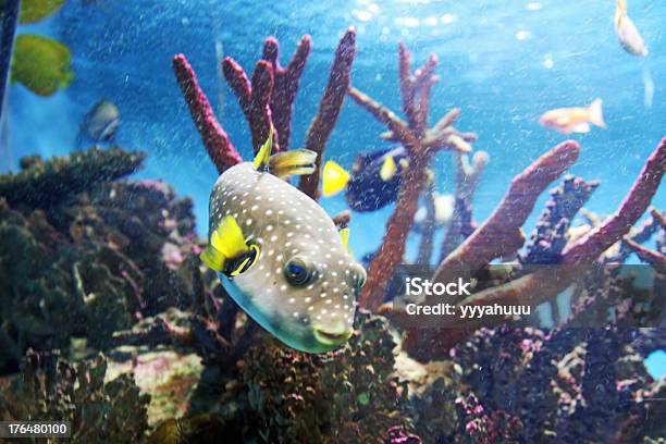 Pufferfish Foto de stock y más banco de imágenes de Acuario - Recinto para animales en cautiverio - Acuario - Recinto para animales en cautiverio, Agua, Animal