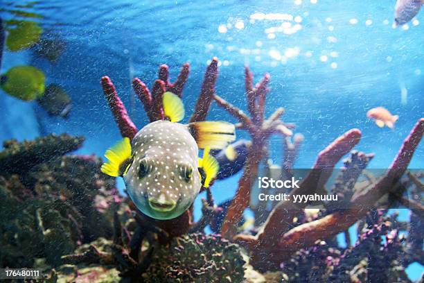 Pufferfish - Fotografias de stock e mais imagens de Animal - Animal, Anjo-do-mar, Aquário - Edifício para Cativeiro Animal