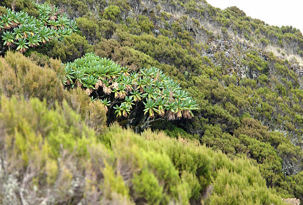 istock vegetation around Mount Muhabura 176480175