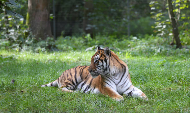 istock Siberian tiger sleeping in a park 1764807336