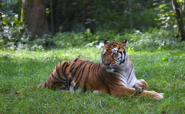 istock Siberian tiger sleeping in a park 1764807339