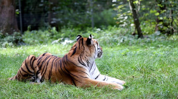 istock Siberian tiger sleeping in a park 1764807342