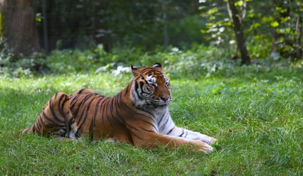 istock Siberian tiger sleeping in a park 1764807346