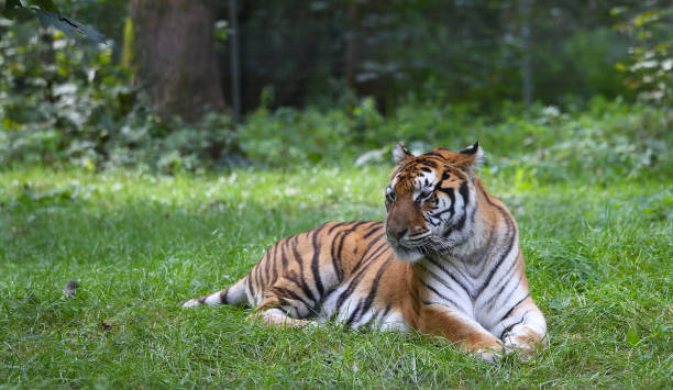 istock Siberian tiger sleeping in a park 1764807364