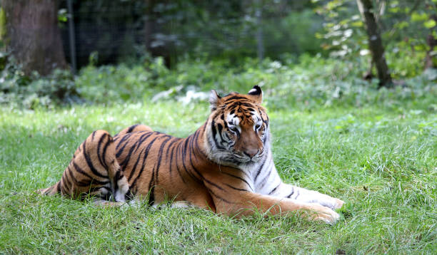istock Siberian tiger sleeping in a park 1764807366