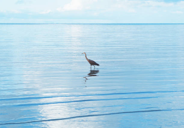 Silhouette bird standing in the blue sea. Summer beach background. Minimal picture style.