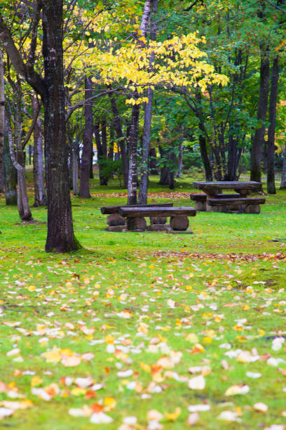 istock Ginkgo leaves fall all over the grass. Selective focus on bench, abstract photo, for copy space 1764809671