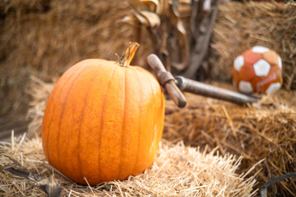 Isolated Pumpkins on a straw on white background