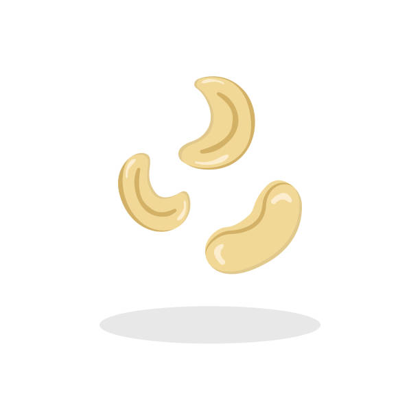 illustrations, cliparts, dessins animés et icônes de conception vectorielle d’icône de noix de cajou. - walnut nut isolated white background