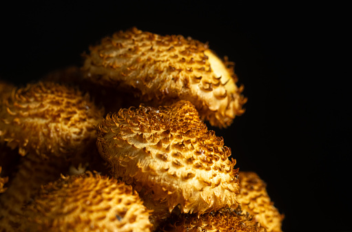 Macro of young honey mushrooms on an black background. Blur and selective focus. low key photo. Creative art.
