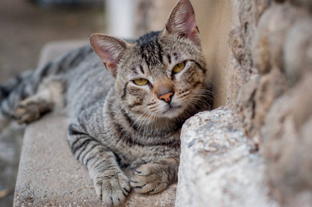 istock Mixed breed domestic cat portrait. Cat with brindle coat. 1764818403