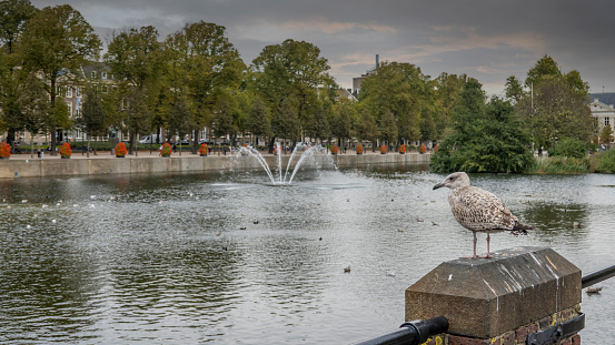 Seagull standing at the Hohvijfer canal in The Hague ,Den Haag.