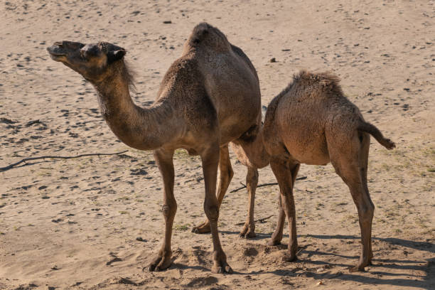 Camel market, United Arab Emirates