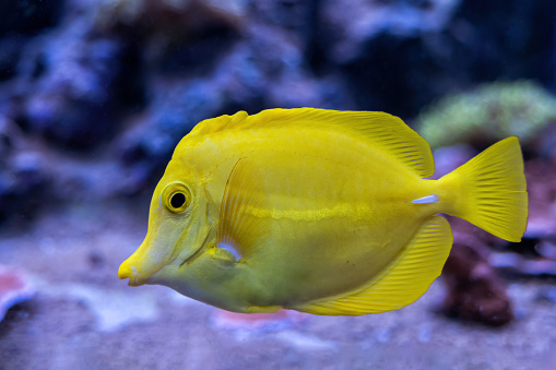 The yellow tang (Zebrasoma flavescens) fish, other names: lemon sailfin, yellow sailfin tang, somber surgeonfish, marine ray-finned fish in the family Acanthuridae, native habitat: shallow reefs of Pacific Ocean, west of Hawaii and east of Japan.