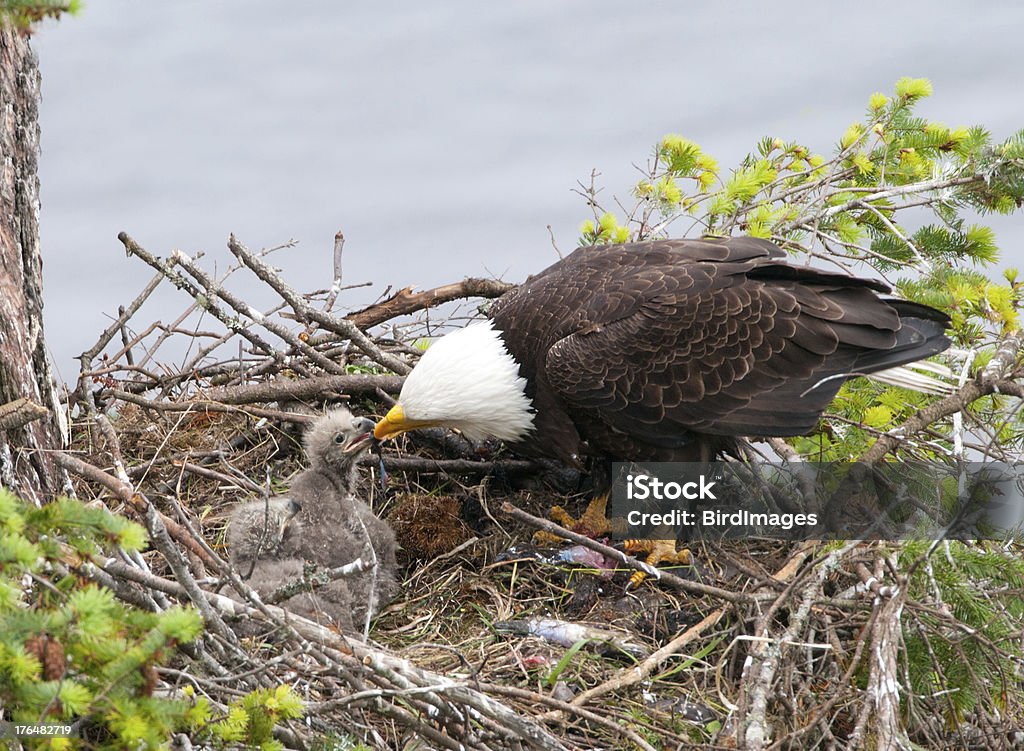Eagle żywienia piskląt w gniazdo - Zbiór zdjęć royalty-free (Gniazdo zwierzęce)
