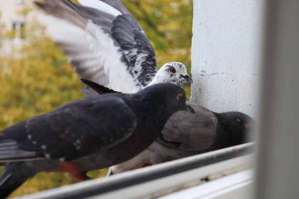 istock Feeding pigeons on the window, white and gray pigeons 1764845392