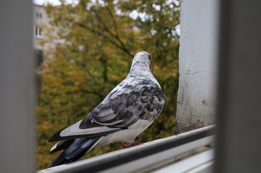 White dove closeup portrait, bird on the window, sunny day, pigeon beautiful portrait, pigeons eyes in macro