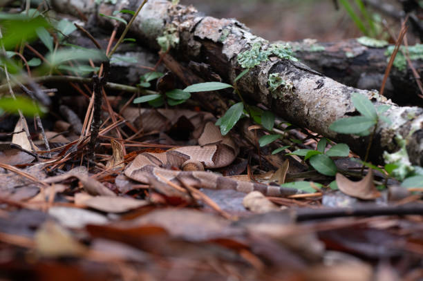 A snake with beautiful reddish brown bands relies on camouflage to hide it from view. A Southern copperhead snake, Agkistrodon contortrix, lies partially hidden under leaf litter and branches. southern copperhead stock pictures, royalty-free photos & images