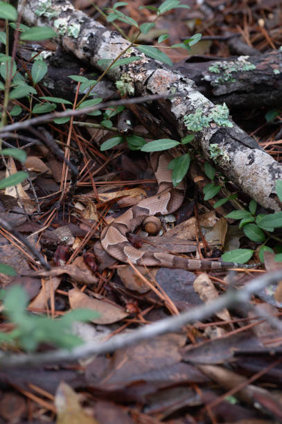 A brown snake lies partially hidden by sticks and leaves. A Southern copperhead snake, Agkistrodon contortrix, master of camouflage, quickly slithered away to get to safety under leaf litter and branches. southern copperhead stock pictures, royalty-free photos & images