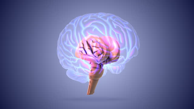 Brain stem or brainstem with medulla