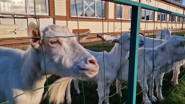 A funny white goat asks passers-by for food. Feeding animals