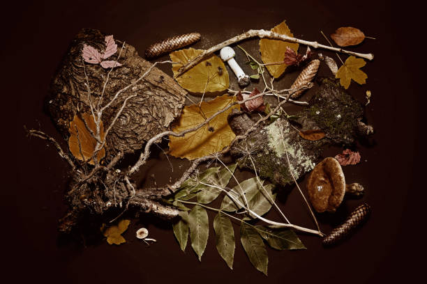 Sepia toned flat lay from forest plants with tree bark, roots, mushrooms, leaves and cones, still life on a dark background, high angle view from above