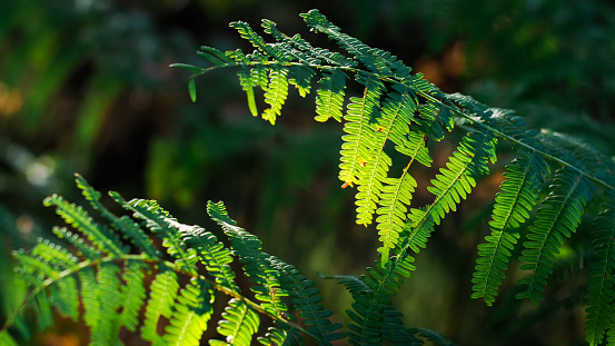 Macro de feuilles de fougère vertes et de petites tiges de bruyère, dans la forêt des Landes de Gascogne