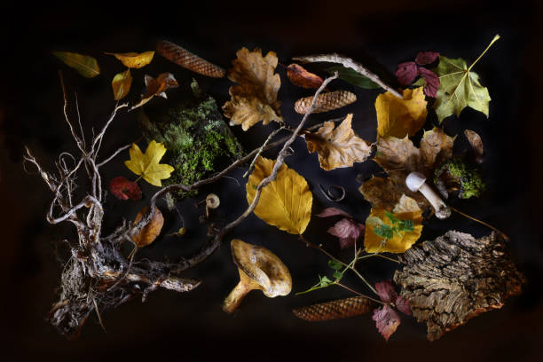 istock Still life collected from the forest with tree bark, roots, mushrooms, leaves and cones, flat lay on a black background, high angle view from above 1764855723