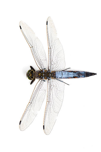 big blue dragonfly (libellula depressa) na białym tle - flugel zdjęcia i obrazy z banku zdjęć