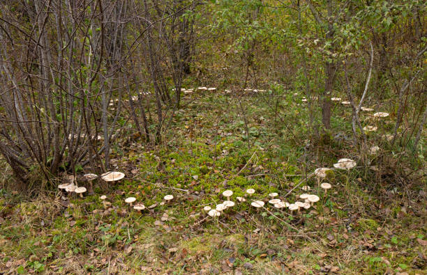 A fairy ring, also known as fairy circle, elf circle, elf ring or pixie ring, is a naturally occurring ring or arc of mushrooms.  they can sometimes be linked with good fortune.