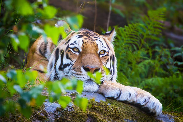 istock Amur tiger resting in the forest 176486144
