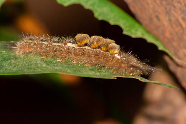 Furry Caterpillar: Macro Insect Photography Furry Caterpillar: Macro Insect Photography caterpillar's nest stock pictures, royalty-free photos & images