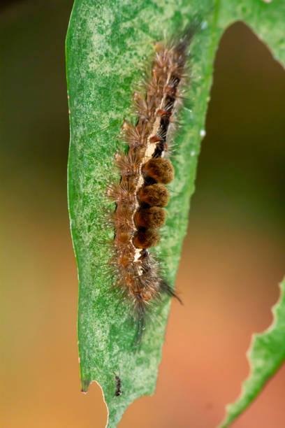 Furry Caterpillar: Macro Insect Photography Furry Caterpillar: Macro Insect Photography caterpillar's nest stock pictures, royalty-free photos & images