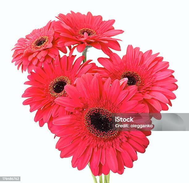 Gerbera Isolado Em Fundo Branco - Fotografias de stock e mais imagens de Branco - Branco, Figura para recortar, Fotografia - Imagem