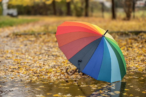 A colorful umbrella in a puddle surrounded by fallen autumn leaves, during an autumn rainy day. Melancholic autumn concept.