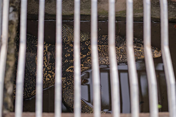 istock A large silver reptile walked into a sewer line that was covered with a metal grate. 1764876302