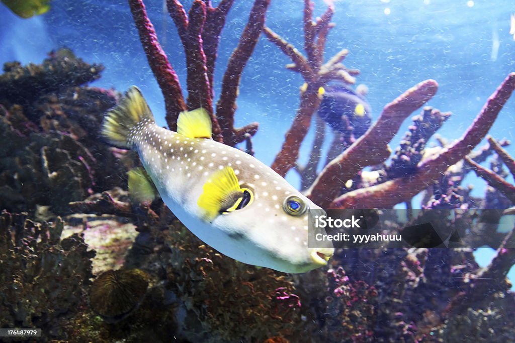 Pufferfish - Foto de stock de Animal royalty-free