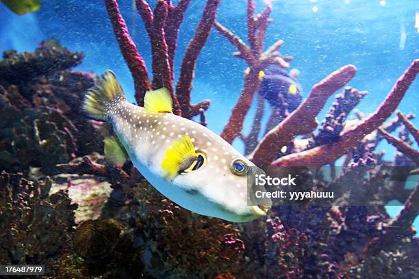 Foto de Pufferfish e mais fotos de stock de Animal - Animal, Anjo-do-mar, Aquário - Edifício para Cativeiro Animal